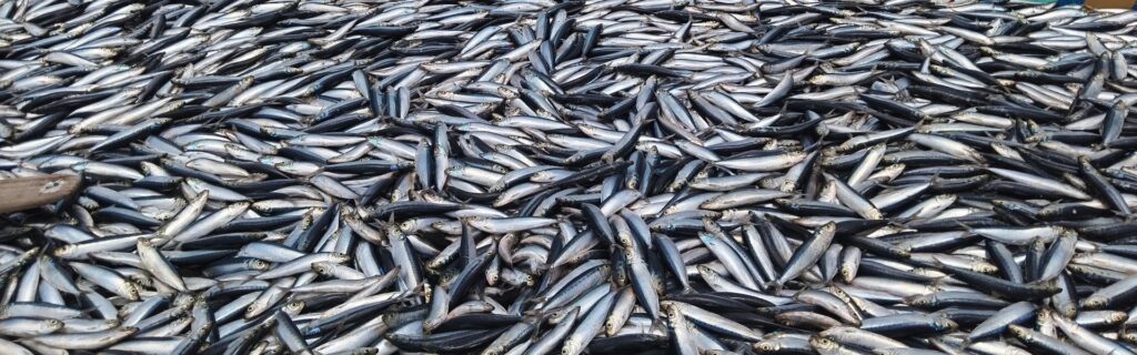 Peixes