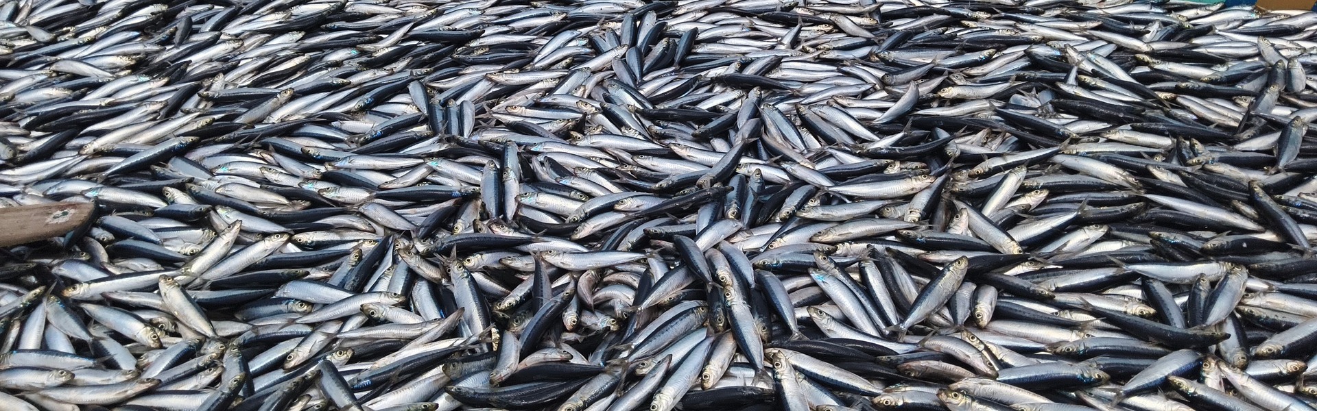 Peixes